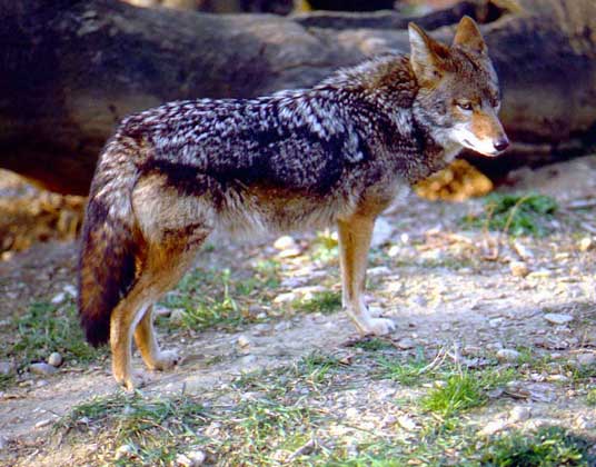 КОЙОТ, или луговой волк (семейство псовые), - обитатель прерий и полупустынь запада Северной Америки.