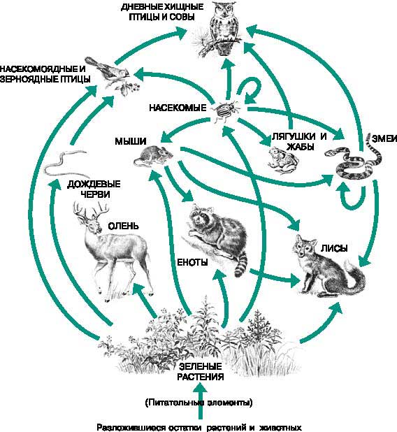 Круговорот оленей. Примеры схема пищевой сети. Схему пищевой сети Лесной экосистемы. Круговорот цепи питания в лесу. Пищевая сеть леса схема.
