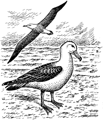 Темноспинный альбатрос.