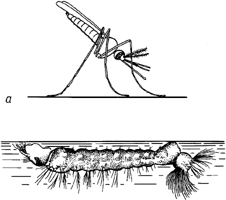Характерные позы взрослого малярийного комара и его личинки.