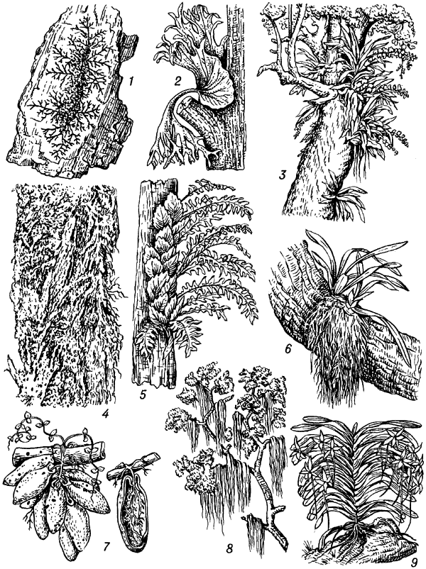 Эпифиты (на стволах и ветвях деревьев).