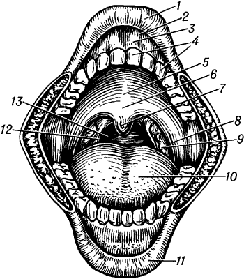 Ротовая полость человека.