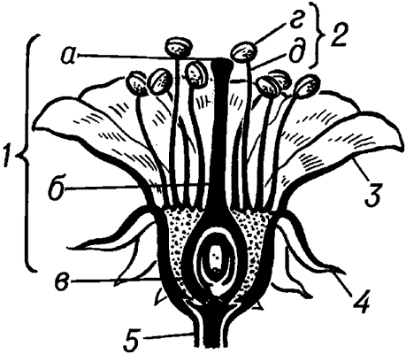 Схема строения цветка.
