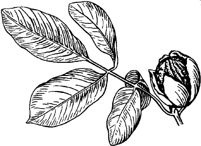 Грецкий орех: ветвь с плодом.