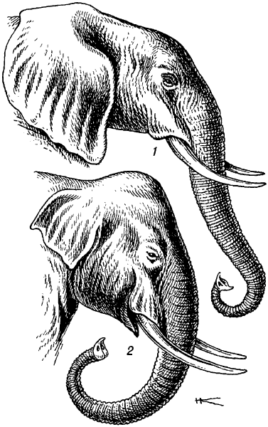 Головы слонов.