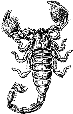 Какой признак внешнего строения скорпиона. Общий вид скорпиона. Скорпион отряд членистоногих. Внешнее строение скорпиона. Внутреннее строение скорпиона.