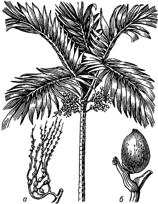 Пальма катеху.