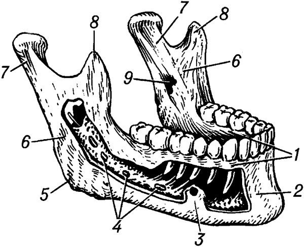 Отдел скелета челюсти. Анатомия нижней челюсти человека кости. Альвеолярный отросток нижней челюсти анатомия. Мыщелковый отросток нижней челюсти. Венечный отросток верхней челюсти.