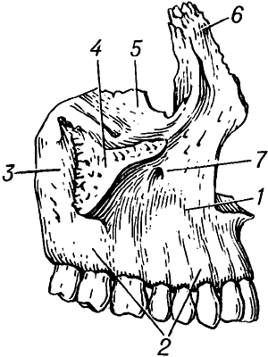 Верхнечелюстная кость человека.