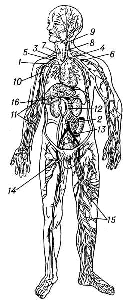 Схема венозной системы человека.
