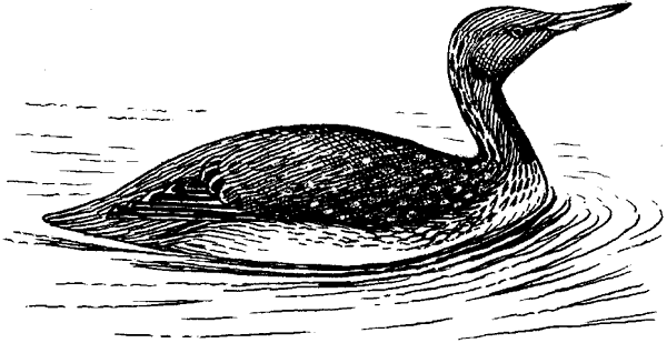 Краснозобая гагара.