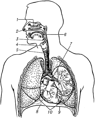 Дыхательная система человека.