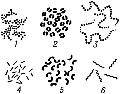 Схематическое изображение основных форм бактерий.