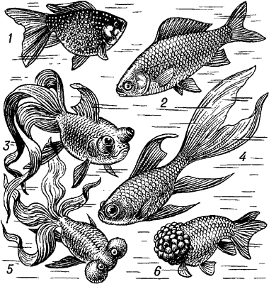 Золотая рыбка (аквариумные формы).