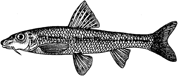 Пескарь обыкновенный.