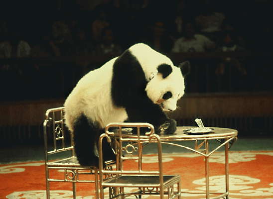 Панда. Шанхайскмй цирк.