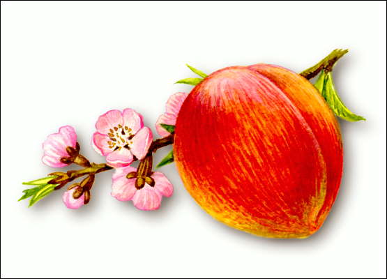Персик. Плод и побег с цветками.