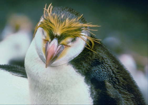 Королевский пингвин.