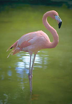 Птицы: розовый фламинго.