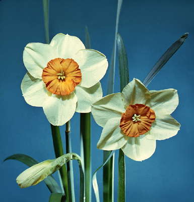 Душистый цветок — 6 букв сканворд