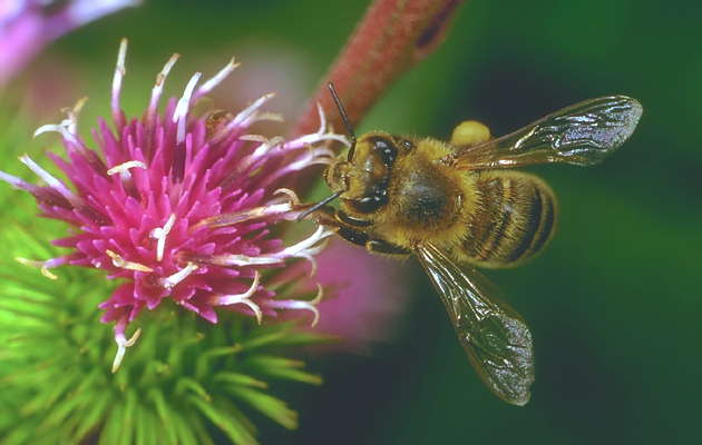 Пчела, собирающая нектар, на цветке репейника.