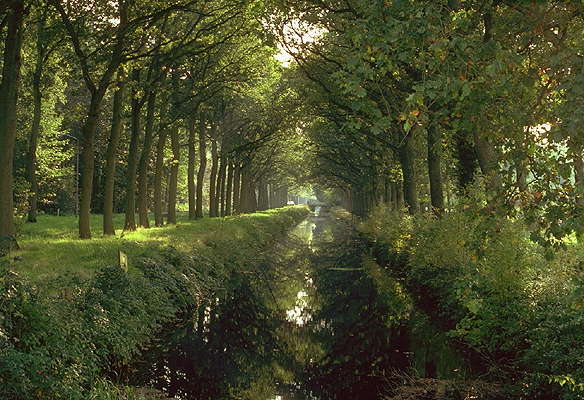 Нидерланды. Канал, окаймленный дубами.
