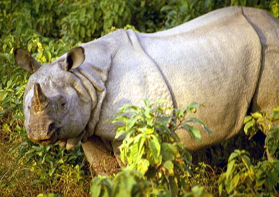 Носорог. Национальный парк Читван, Непал.