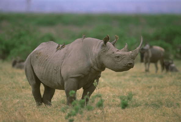 Чёрный носорог.