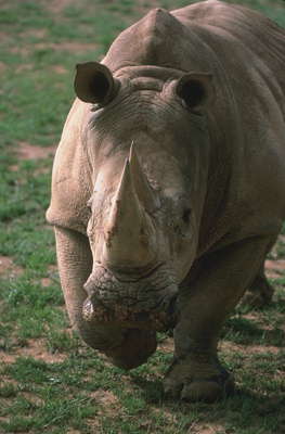 Белый носорог.