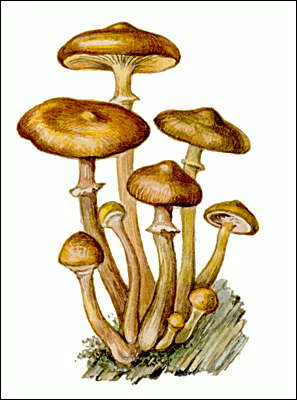 Осенний опенок. Осенний опенок.