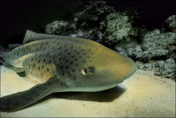 Леопардовая акула.
