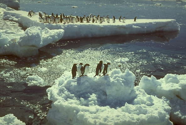 Антарктида. Стая пингвинов.