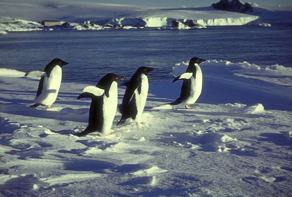 Антарктика. Пингвины Адели.