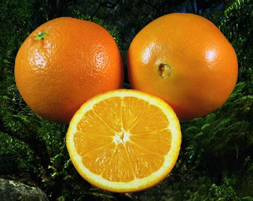 Апельсины. Плоды.