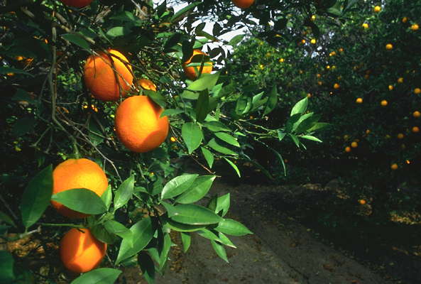 Апельсиновая роща.