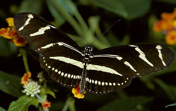 Бабочка-зебра Heliconius charitonius.