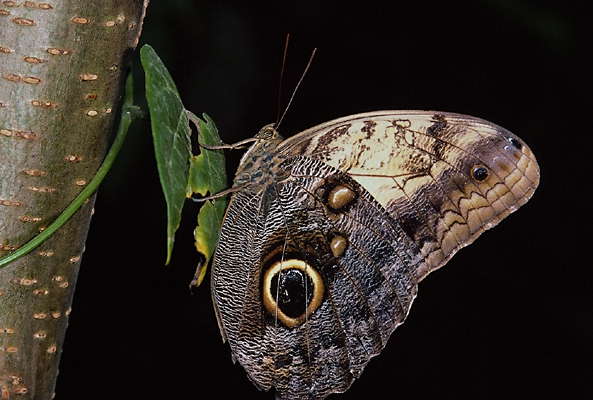 Бабочка Совиный глаз, Caligo memnon.