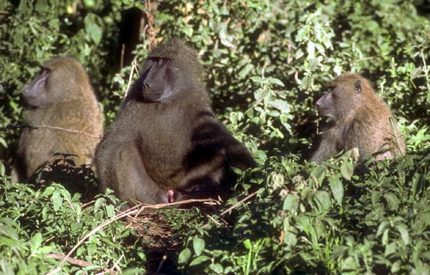 Группа бабуинов.