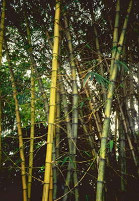 Бамбук. Малайзия.