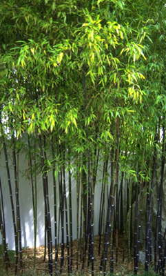 Черный бамбук. Австралия.