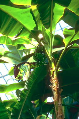 Банановая пальма.