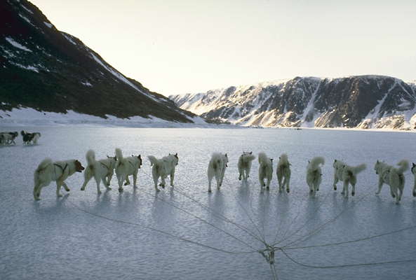 Упряжка собак в Арктике - основное средство передвидения.