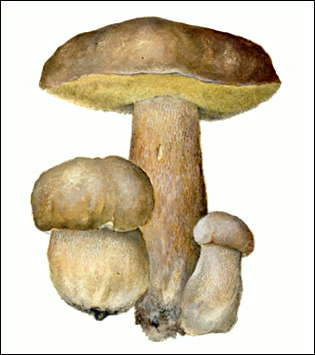 Белый гриб (дубовая форма).