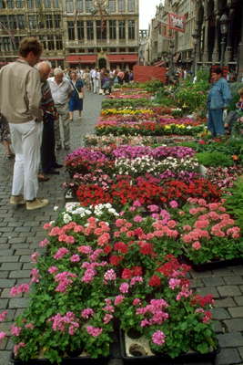 Брюссель. Цветочный рынок на центральной площади.