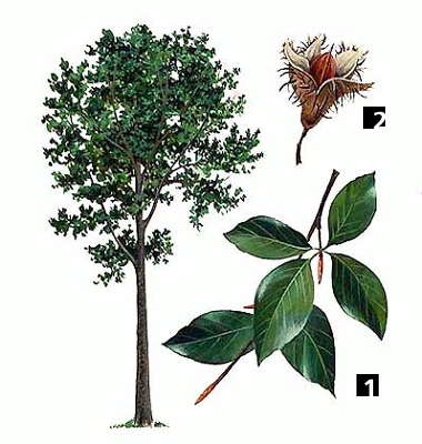 Бук лесной: 1 - ветвь с листьями; 2 - плод, заключенный в плюску.
