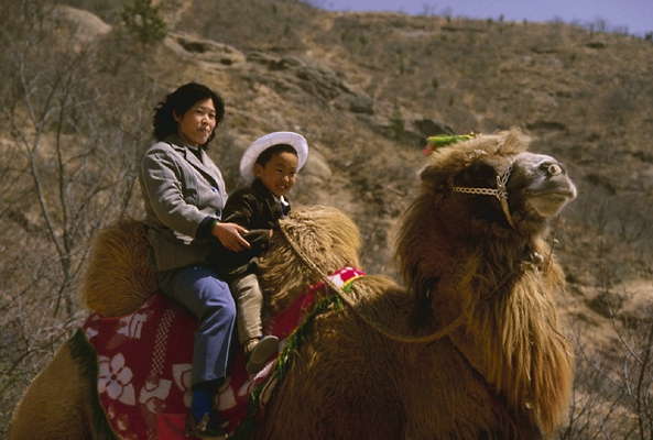 Верблюд, Китай.