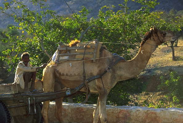 Верблюд, запряжённый в телегу. Индия.
