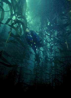 Подводный лес.