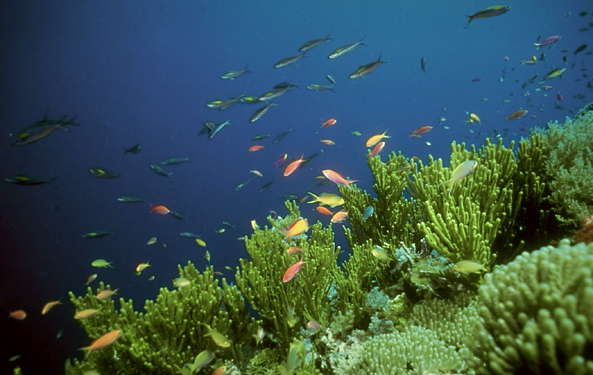 Кораллы и сине-зелёные водоросли.
