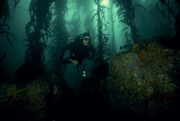 Подводный пейзаж. Залив Монтеррей, Калифорния.